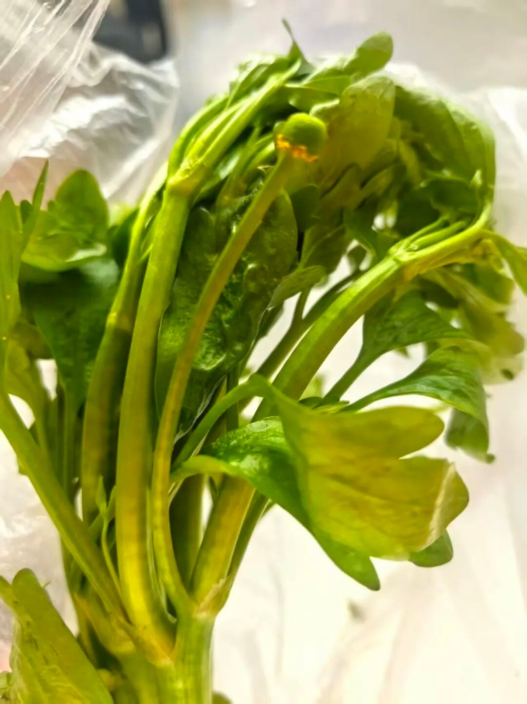 不要采！不要吃！正大量出现，女子只吃了几口，就被紧急就医！