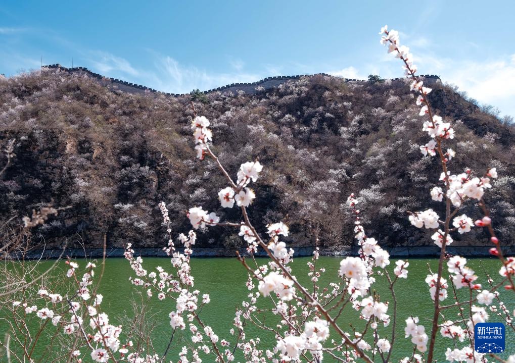 黄花城水长城：山花烂漫 春意正浓