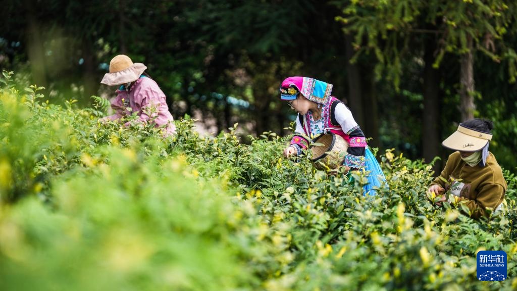 贵州六枝：明前春茶采摘忙