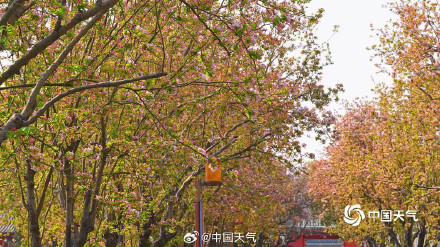 北海公园海棠花海上线