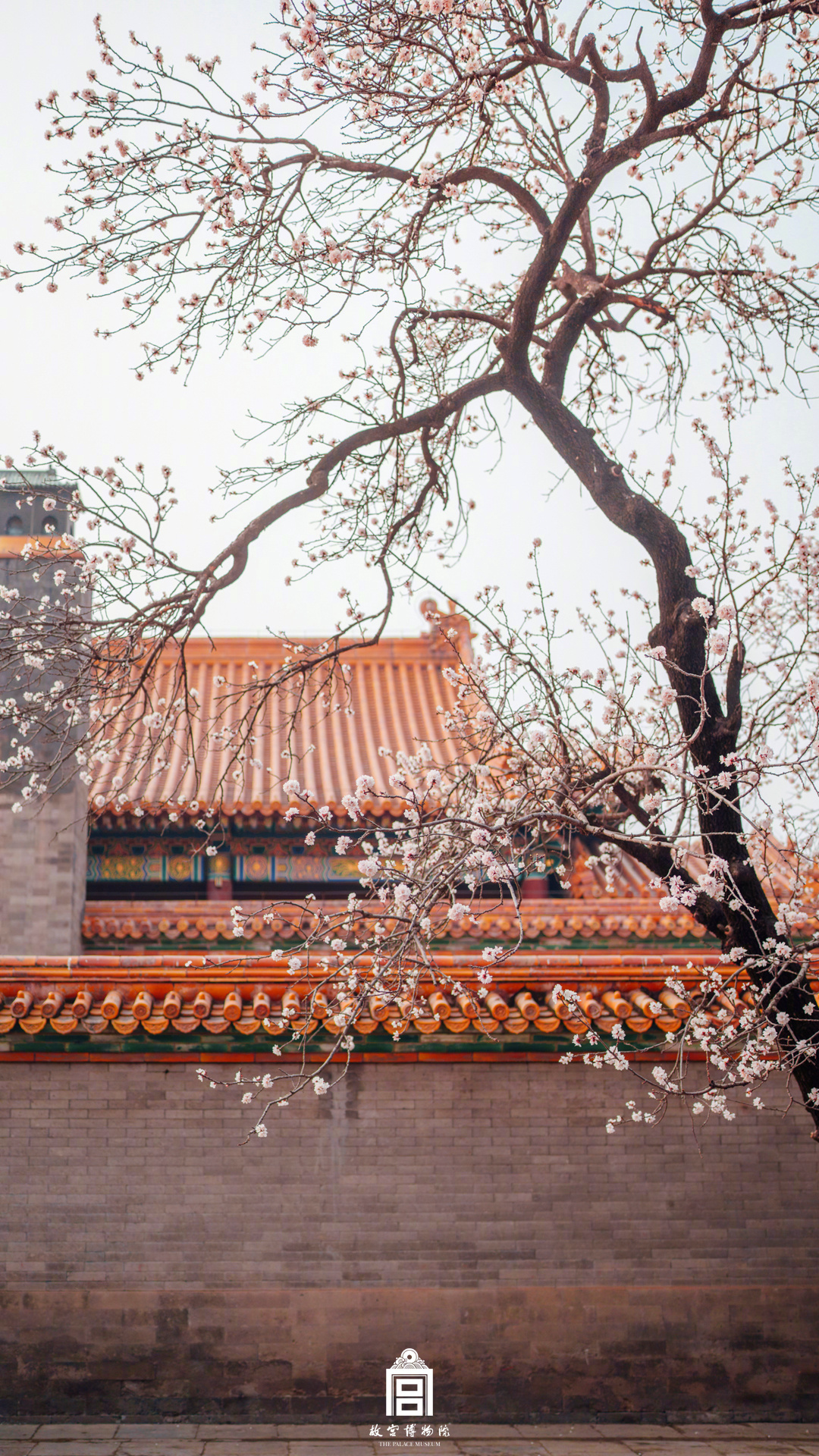 太美啦！故宫红墙春花壁纸又上新