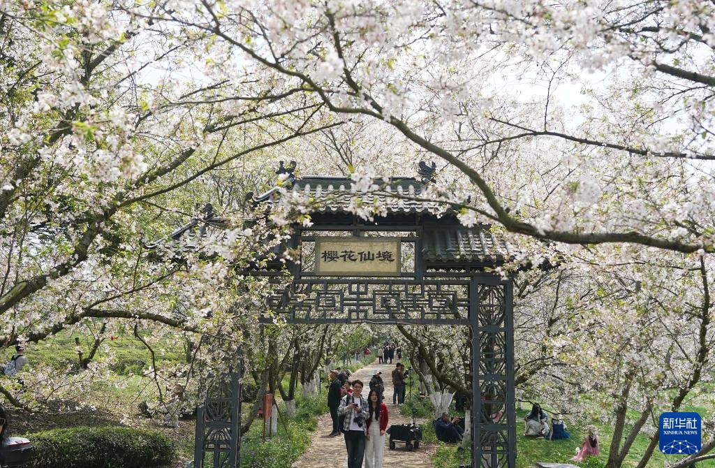 南昌：春风十里 樱花满谷