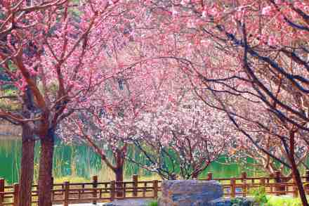 无水印壁纸！国家植物园的春天梦幻感拉满