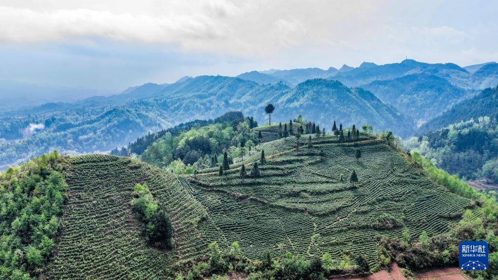 贵州六枝：明前春茶采摘忙