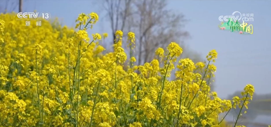 从“种田地”到“种风景” “花样经济”新业态奏响乡村振兴“春日曲”