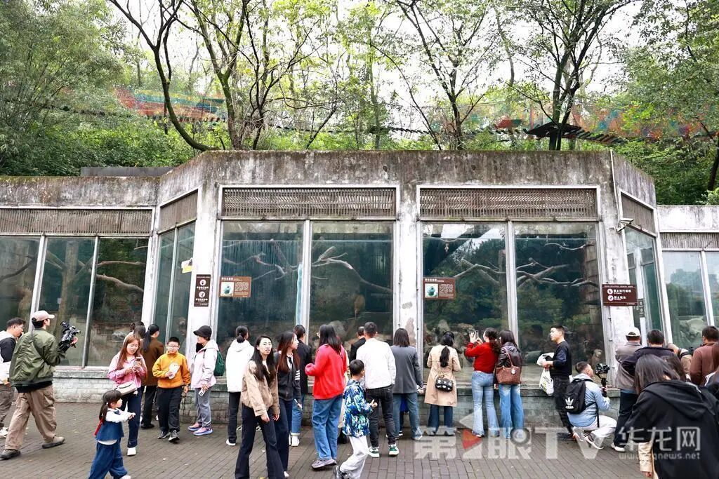 重庆动物园“萌宝天团”集体亮相！