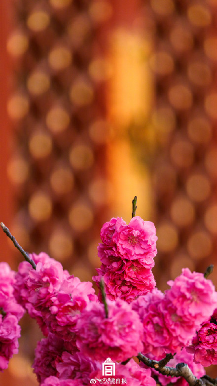 太美啦！故宫花花花壁纸又上新