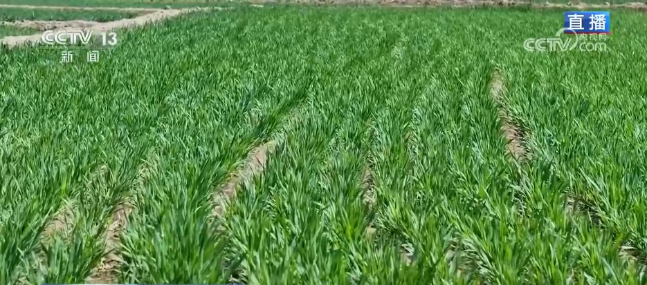 科技加持让春日麦田“节节高” 农旅融合激活乡村经济“步步高”