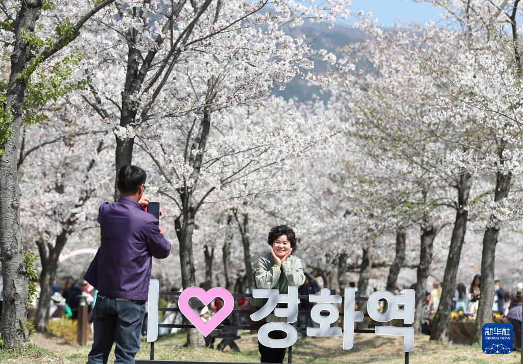 韩国镇海：樱花盛开