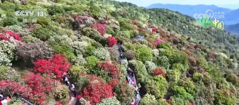 从“种田地”到“种风景” “花样经济”新业态奏响乡村振兴“春日曲”