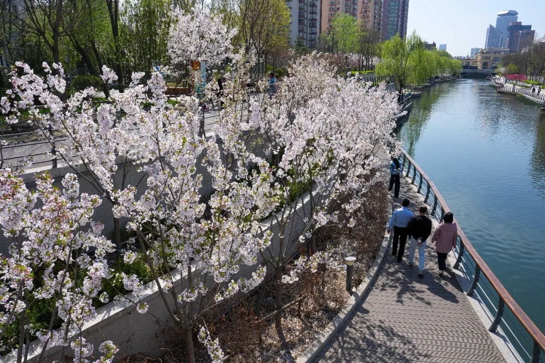 来北京的河边，赴一场春天的约会吧