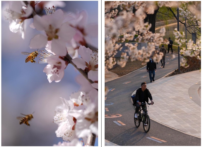 来北京的河边，赴一场春天的约会吧