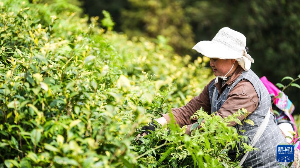贵州六枝：明前春茶采摘忙