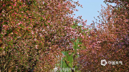 北海公园海棠花海上线