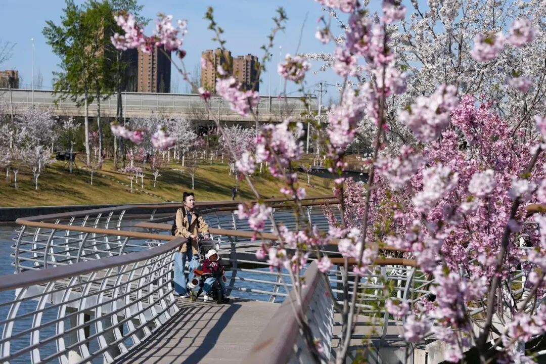 来北京的河边，赴一场春天的约会吧