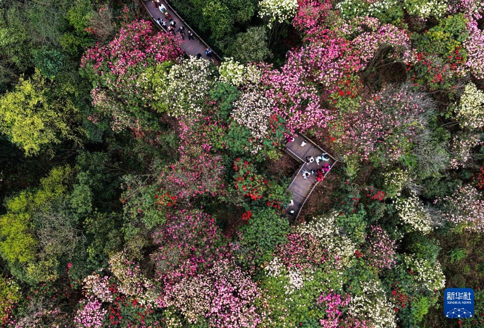 诗意中国丨几日春风又春雨 杜鹃依旧映山红