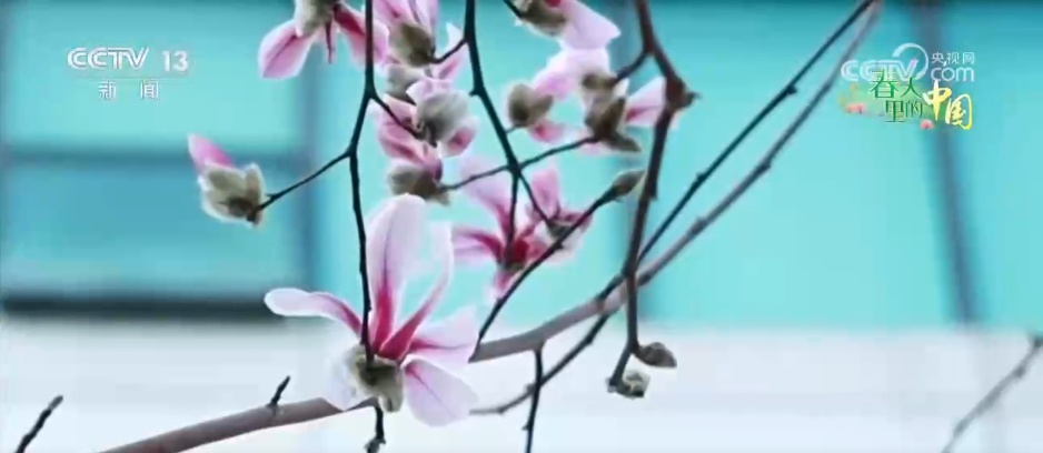 “赏花+”多业态蓬勃发展 农文旅融合让乡村“颜值”变“产值”