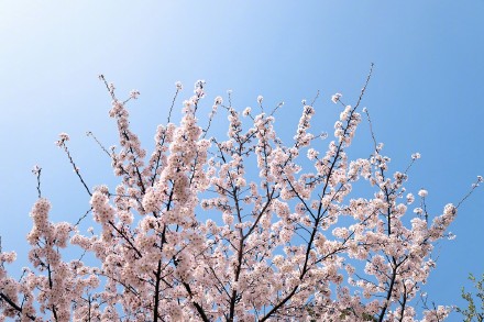 无水印壁纸！国家植物园的春天梦幻感拉满