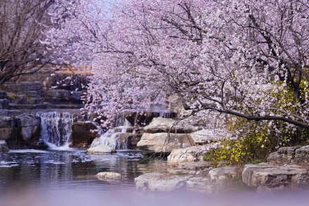 无水印壁纸！国家植物园的春天梦幻感拉满