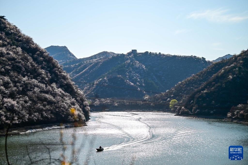 黄花城水长城：山花烂漫 春意正浓