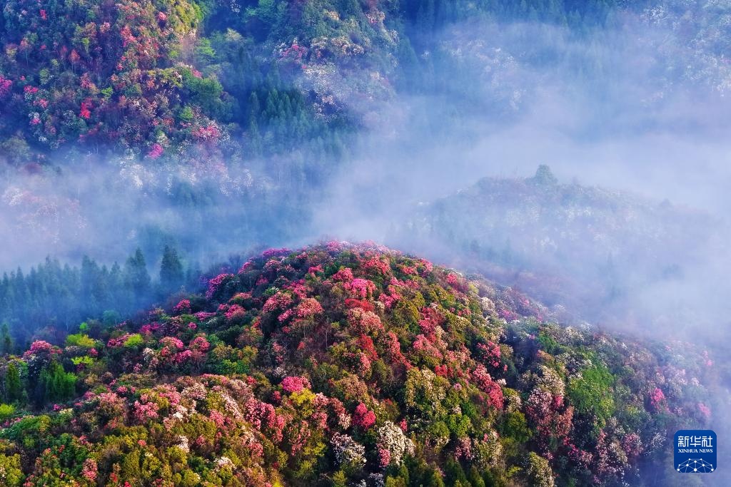 诗意中国丨几日春风又春雨 杜鹃依旧映山红