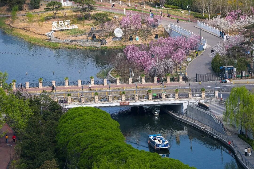 来北京的河边，赴一场春天的约会吧