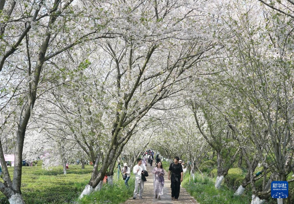 南昌：春风十里 樱花满谷