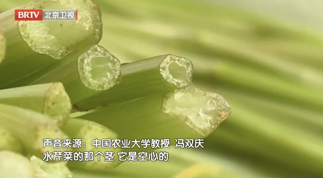 一口下去，直接进了急诊！专家紧急提醒这种“春菜”千万别吃……