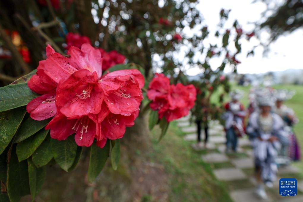 诗意中国丨几日春风又春雨 杜鹃依旧映山红