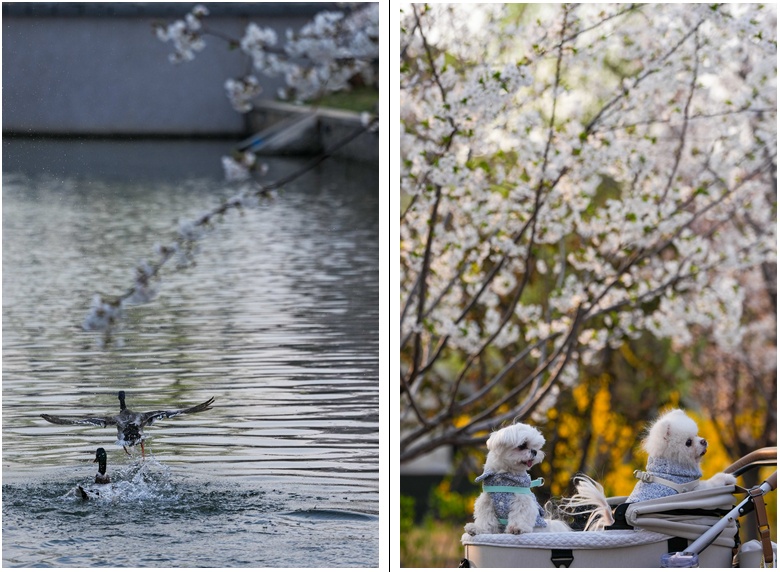 来北京的河边，赴一场春天的约会吧