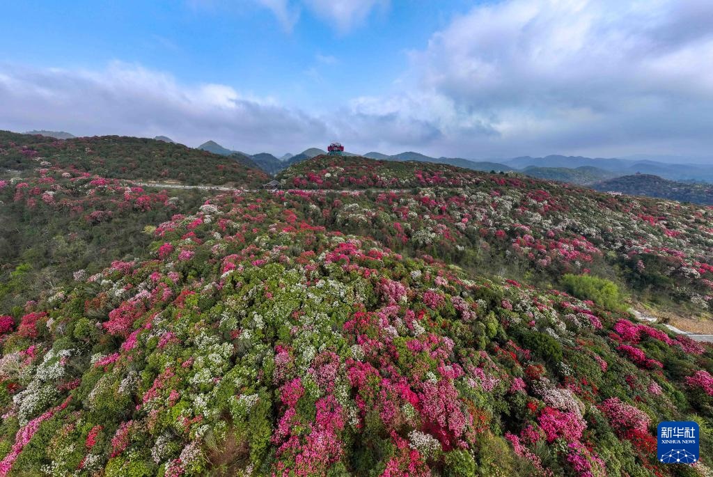 诗意中国丨几日春风又春雨 杜鹃依旧映山红