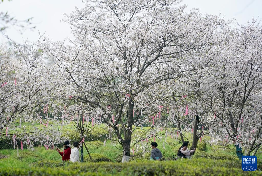 南昌：春风十里 樱花满谷