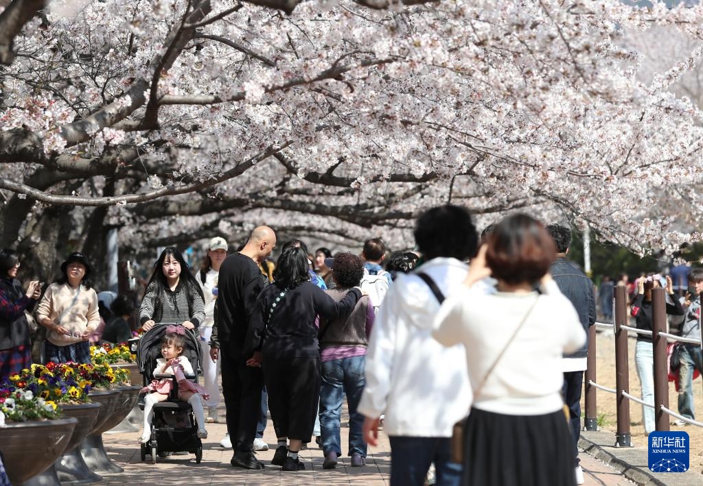 韩国镇海：樱花盛开