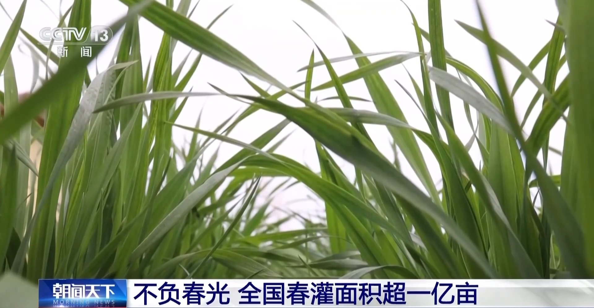 全国春灌面积超一亿亩 看看你家乡的“进度条”到哪了