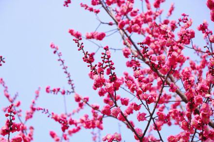 无水印壁纸！国家植物园的春天梦幻感拉满