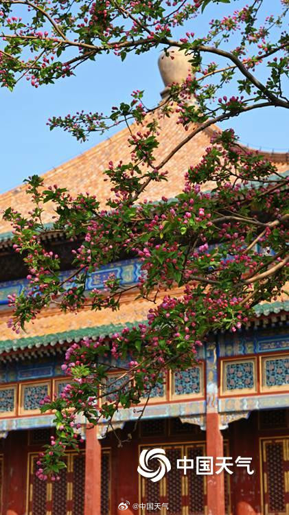 北海公园海棠花海上线