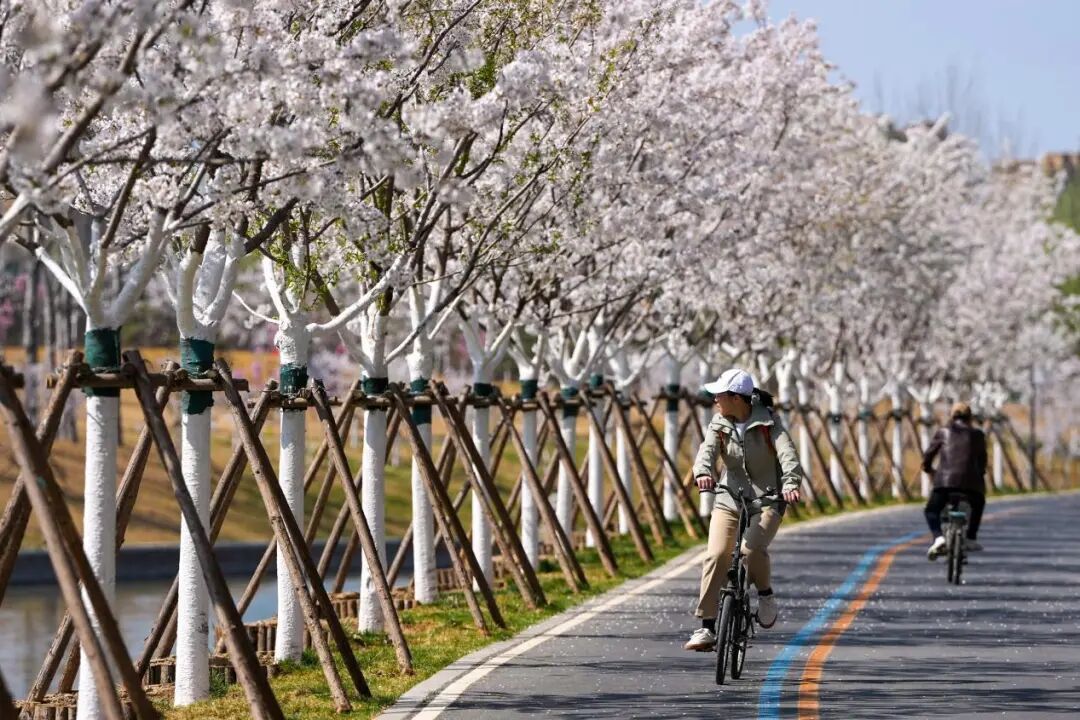 来北京的河边，赴一场春天的约会吧