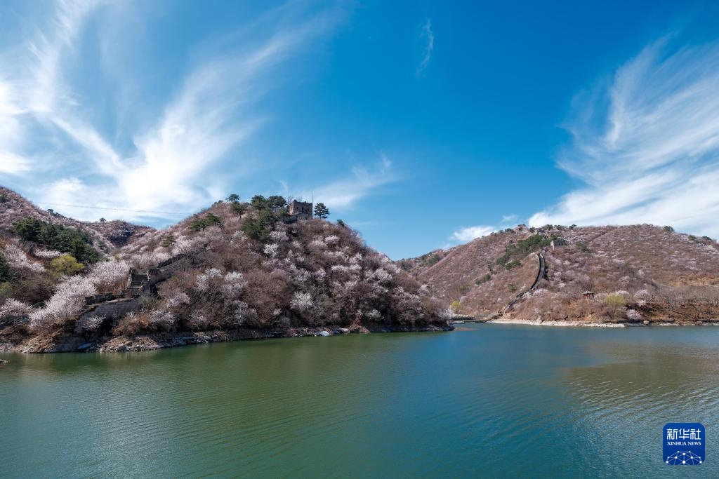 黄花城水长城：山花烂漫 春意正浓