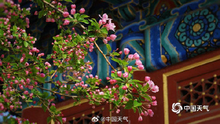 北海公园海棠花海上线