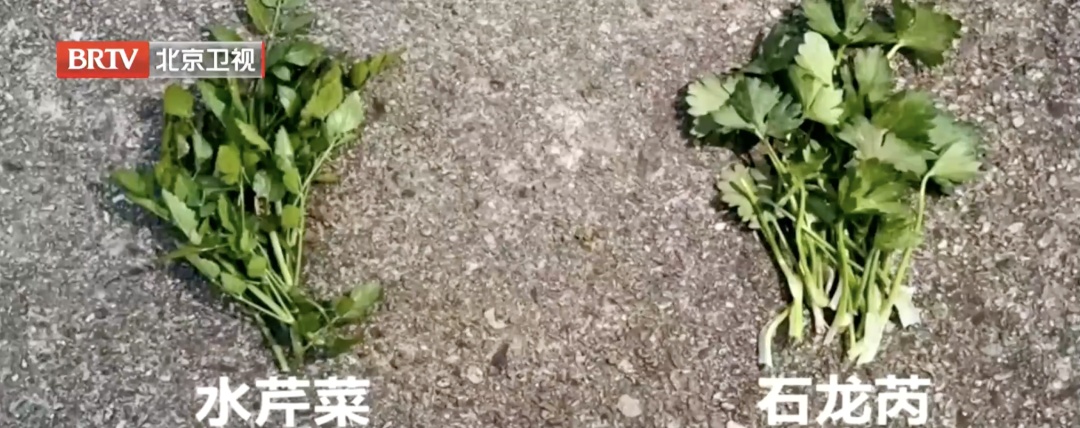 一口下去，直接进了急诊！专家紧急提醒这种“春菜”千万别吃……