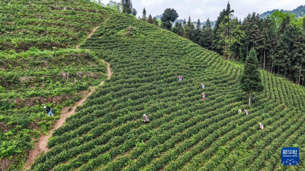 贵州六枝：明前春茶采摘忙