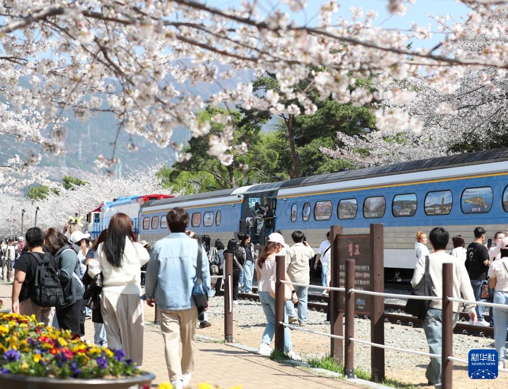 韩国镇海：樱花盛开