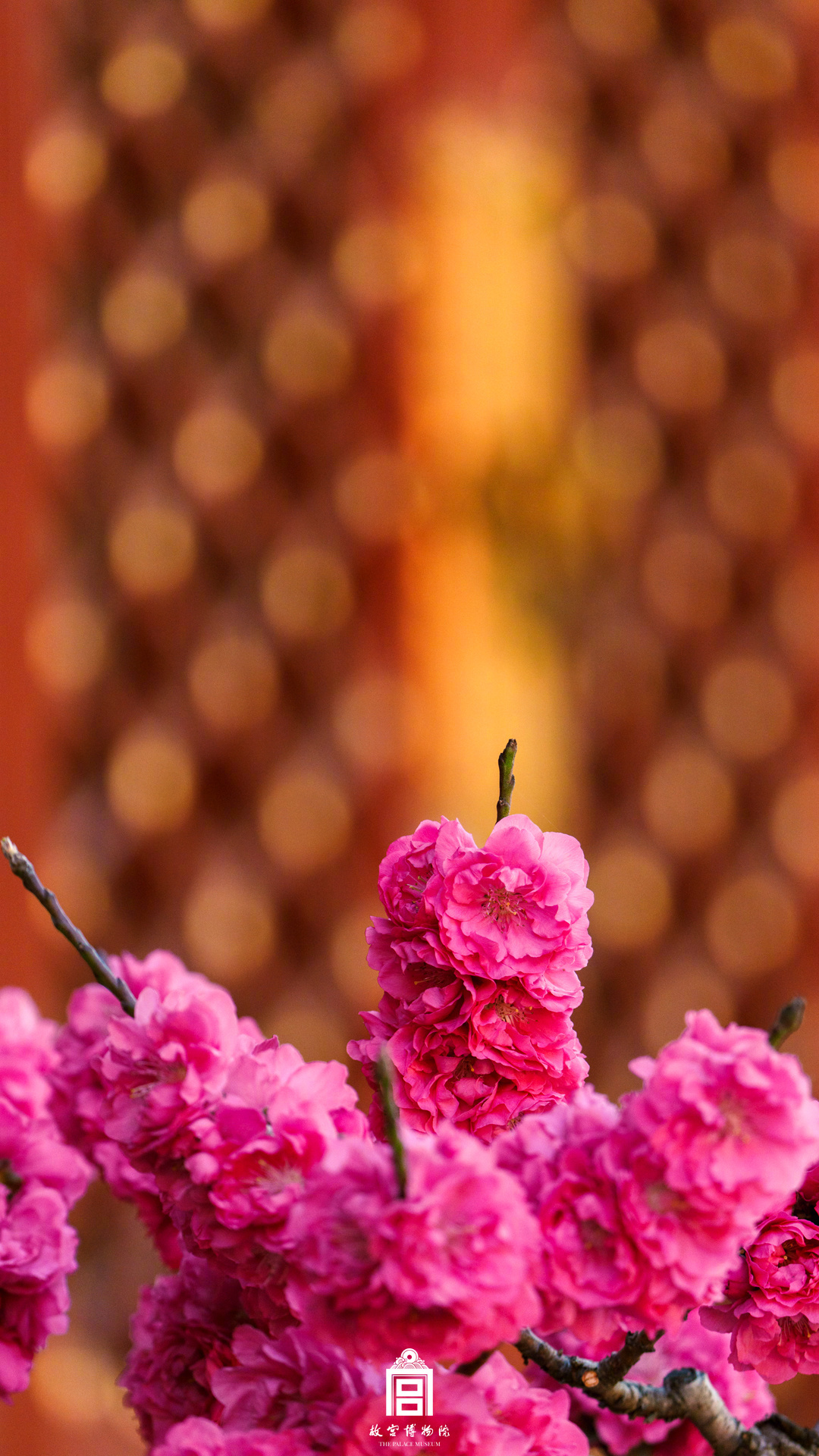 太美啦！故宫红墙春花壁纸又上新