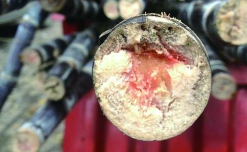 提示丨清明前后易出现！这样的食物有毒，不要吃！