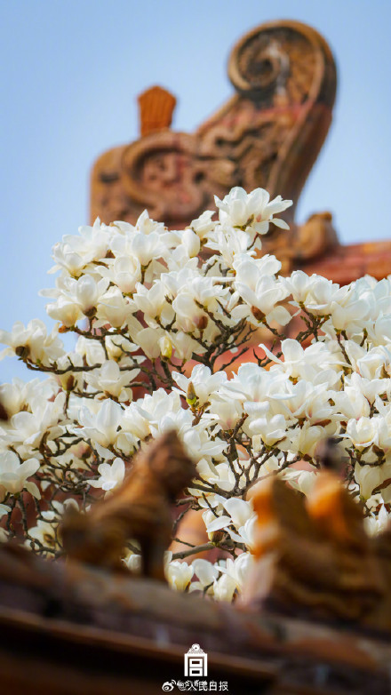 太美啦！故宫花花花壁纸又上新