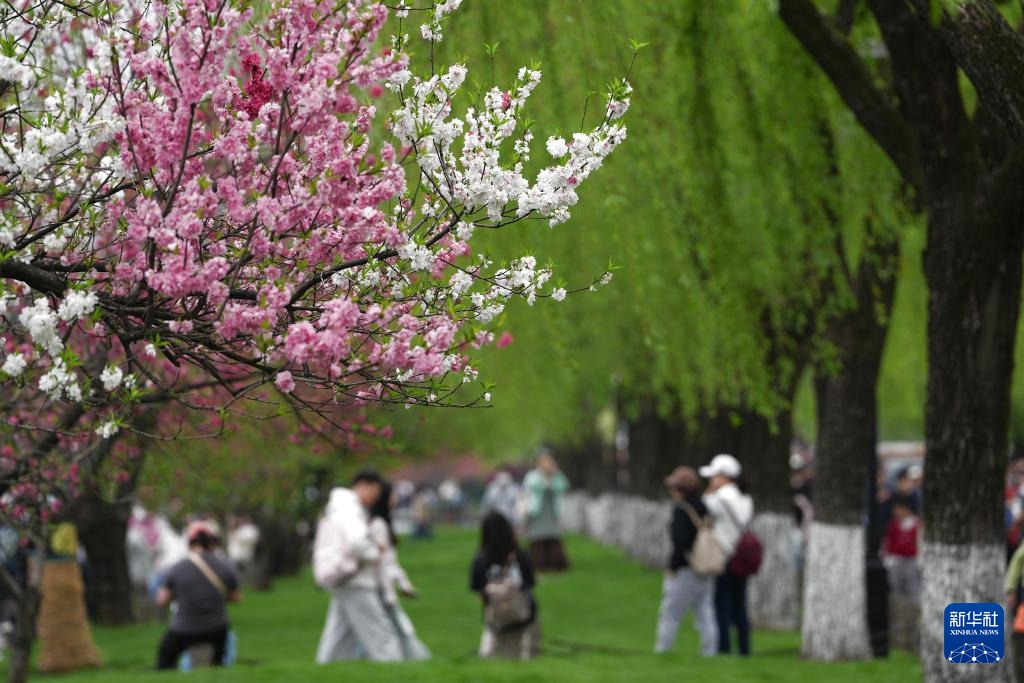 杭州西湖：又是桃红柳绿时