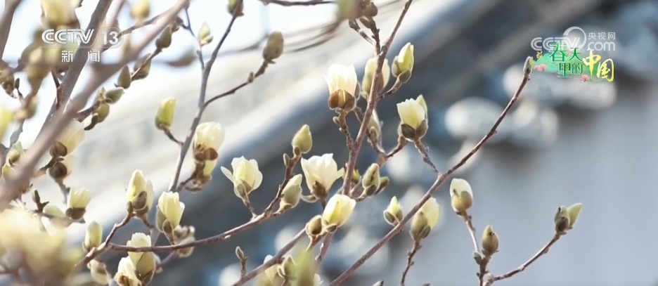 “赏花+”多业态蓬勃发展 农文旅融合让乡村“颜值”变“产值”