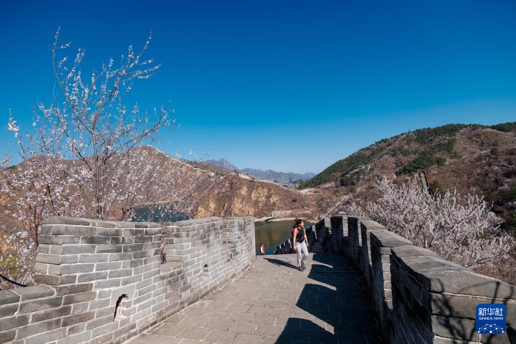 黄花城水长城：山花烂漫 春意正浓