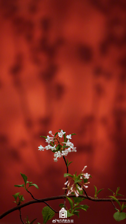 太美啦！故宫花花花壁纸又上新