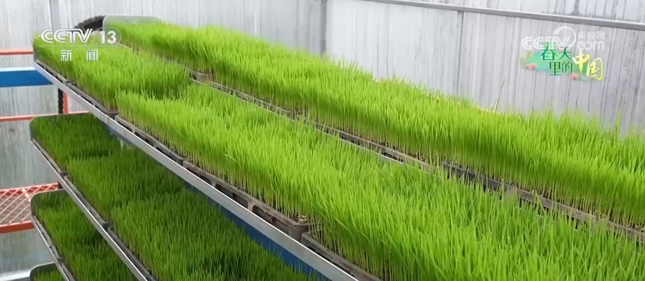 “新农机+新技术”赋能春耕 农业新质生产力绘就乡村振兴新“丰”景